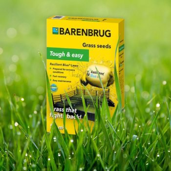 Fűmag Barenbrug Resilient Blue Lawn 1kg         